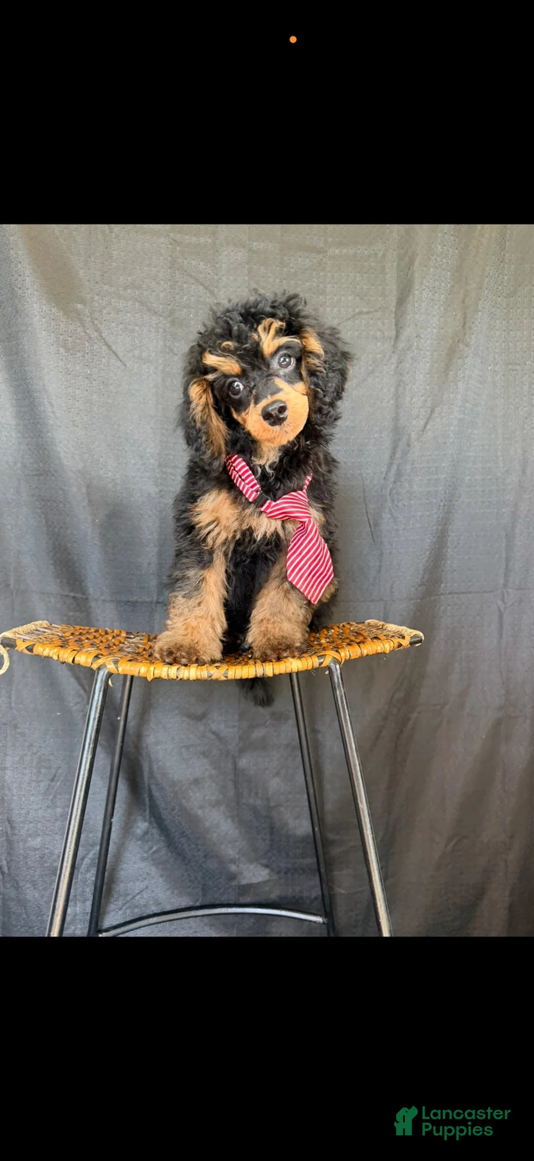 Miniature Poodle dogs for sale: Akc Clear 🧬 Tested Black Phantom Boy 💙 - Ad 1