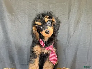 Miniature Poodle dogs Akc Clear 🧬 Tested Black Phantom Boy 💙 - Ad 31