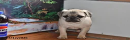 Pug dogs for sale: Donald - Ad 10