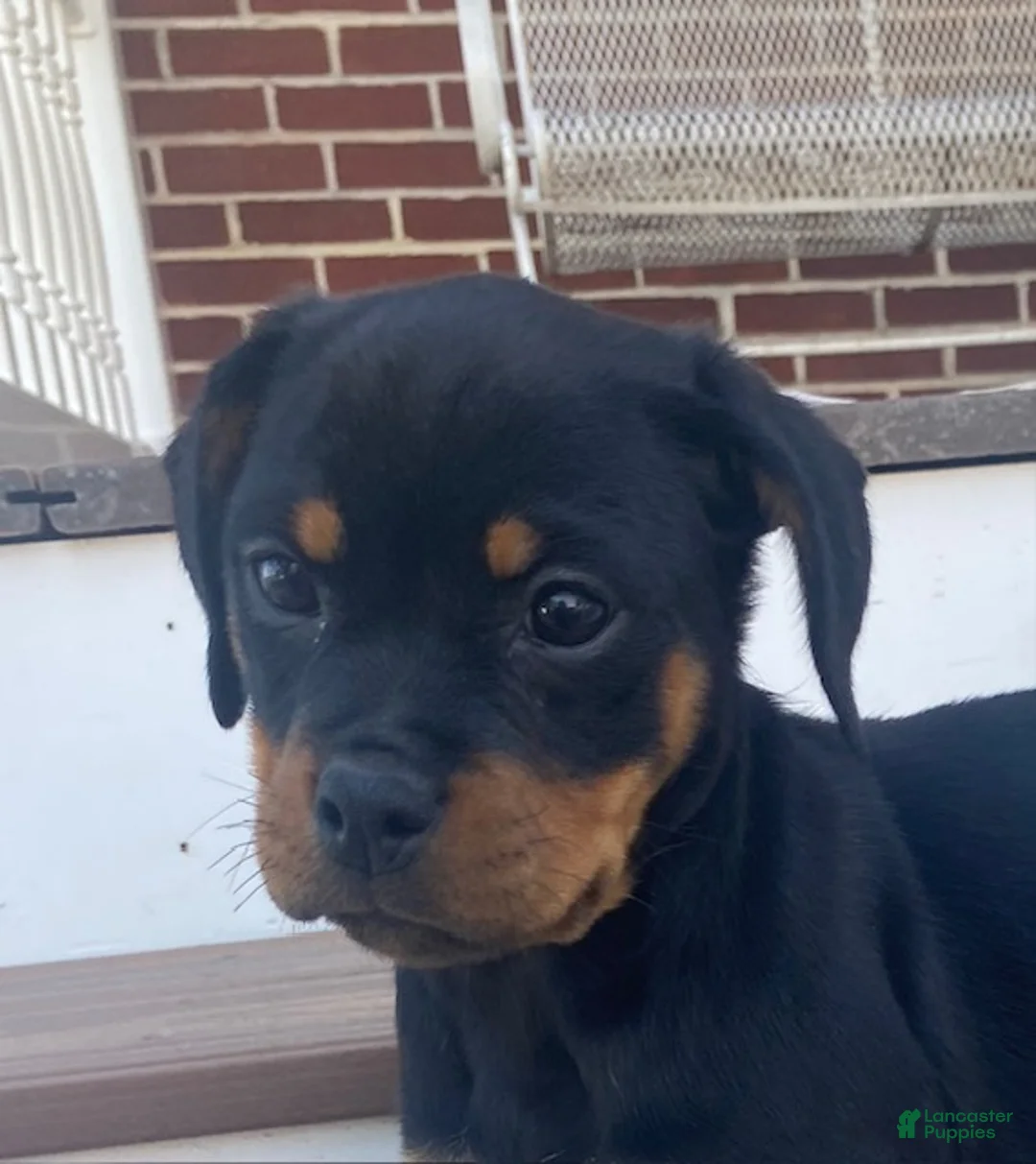 Rottweiler dogs for sale: Violet- miniature - Ad 1