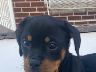 Rottweiler dogs for sale: Violet- miniature - Ad 1