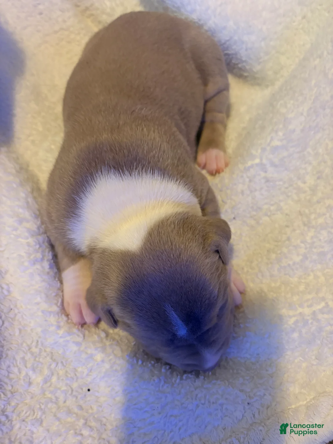 American Pit Bull Terrier dogs for sale: American Pit Bull Terrier Puppy 5 - Ad 2