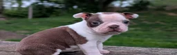 Boston Terrier dogs for sale: Polly - Ad 3