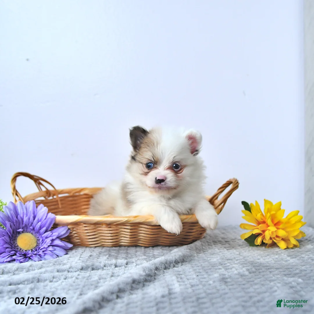 Pomeranian dogs for sale: Ruby - Ad 3