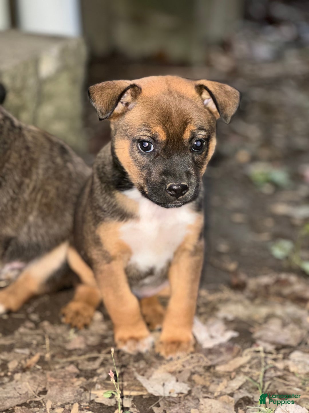 Mixed Breed dogs for sale: Buddy - Ad 4