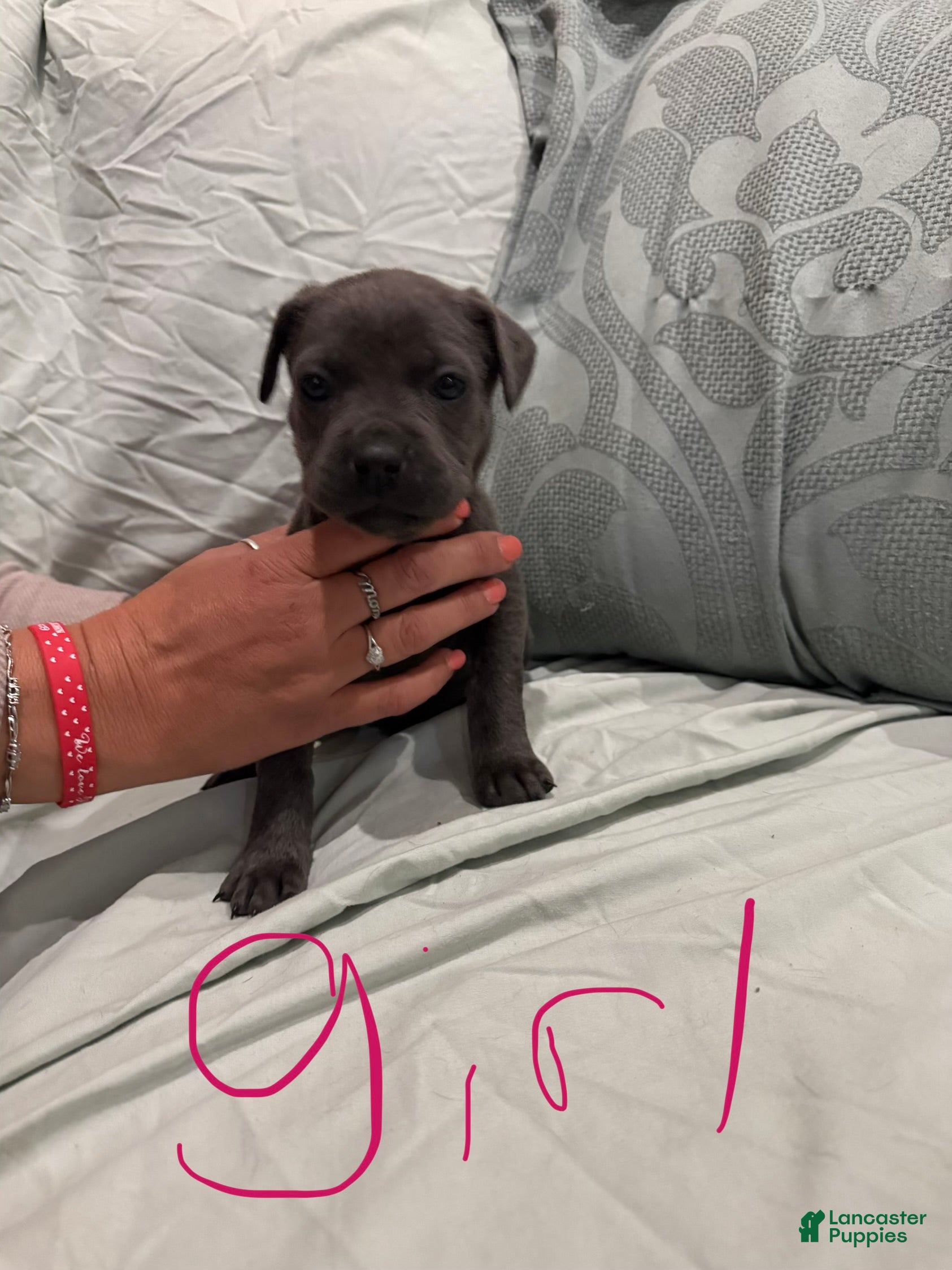 Cane Corso dogs Cane Corso Puppy 10 - Ad 41