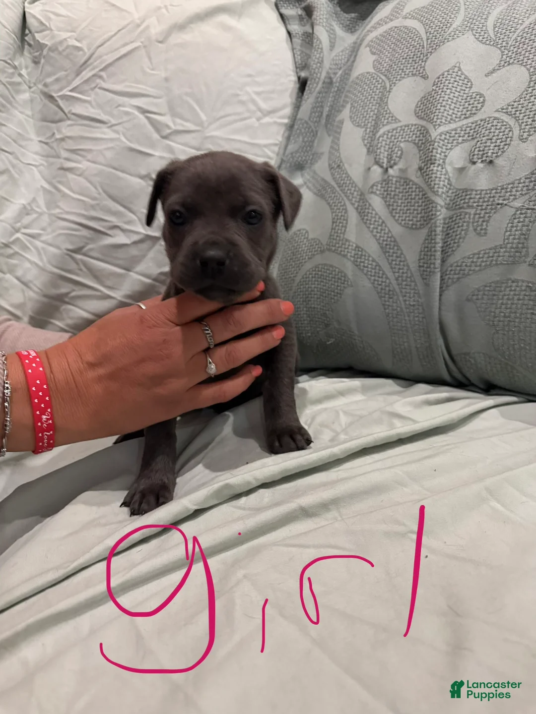 Cane Corso dogs for sale: Cane Corso Puppy 10 - Ad 1
