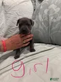 Cane Corso Puppy 10