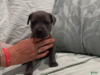 Cane Corso dogs Cane Corso Puppy 10 - Ad 41