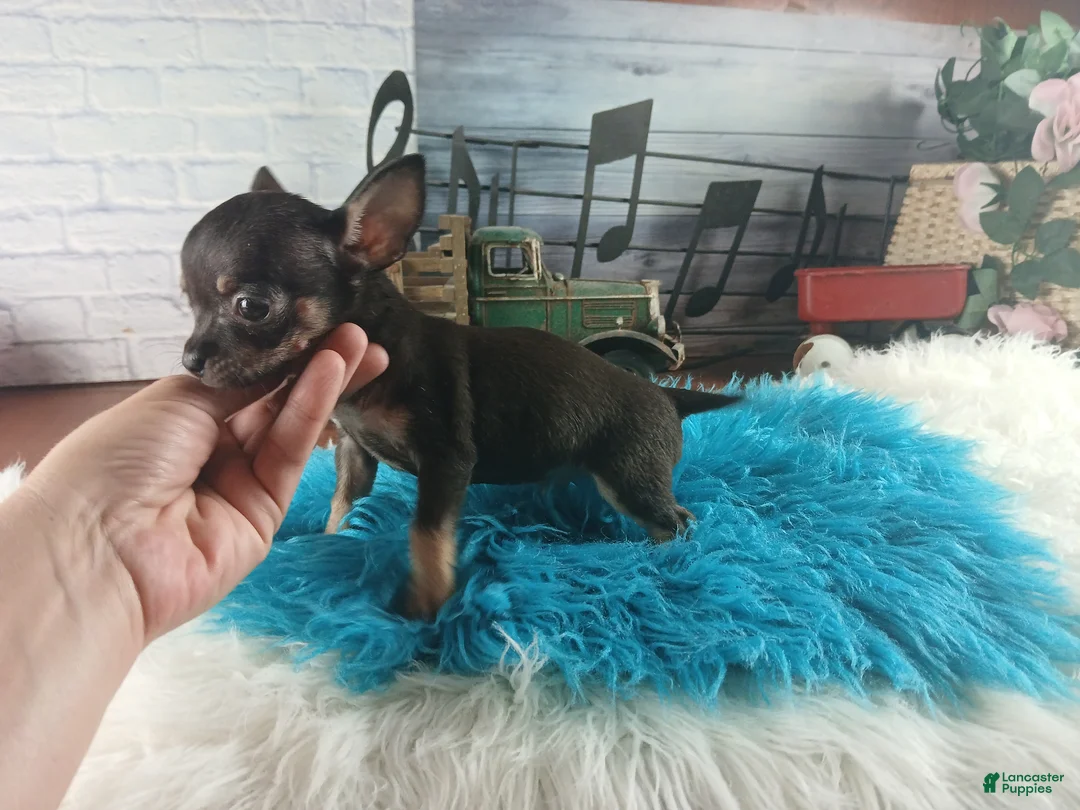 Chihuahua dogs for sale: Debras blk tan boy. Hand Delivery  - Ad 2