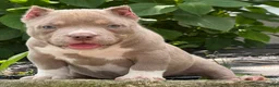 American Bully dogs for sale: Teddy - Ad 3