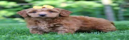 Mini Goldendoodle dogs for sale: Butterfly - Ad 4