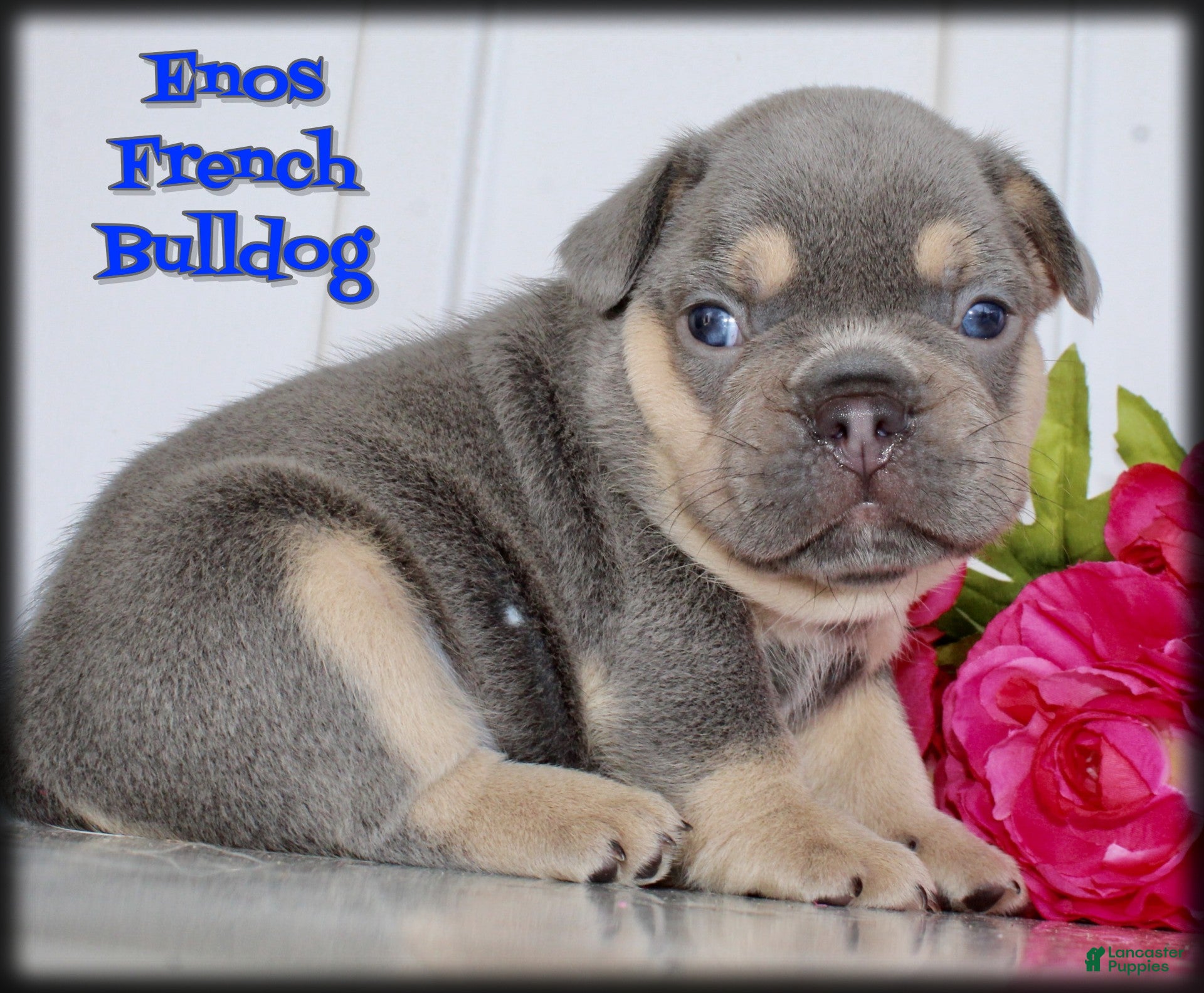 French Bulldog dogs Enos - Ad 1