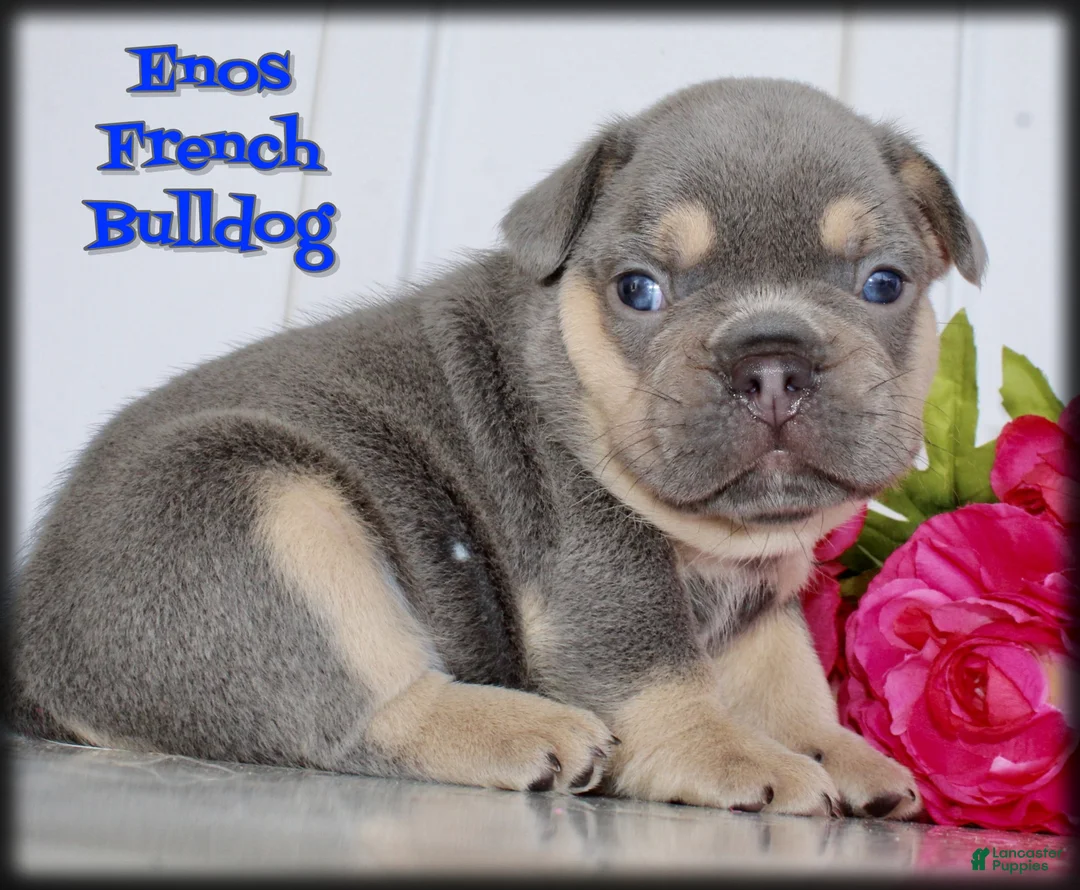 French Bulldog dogs for sale: Enos - Ad 1