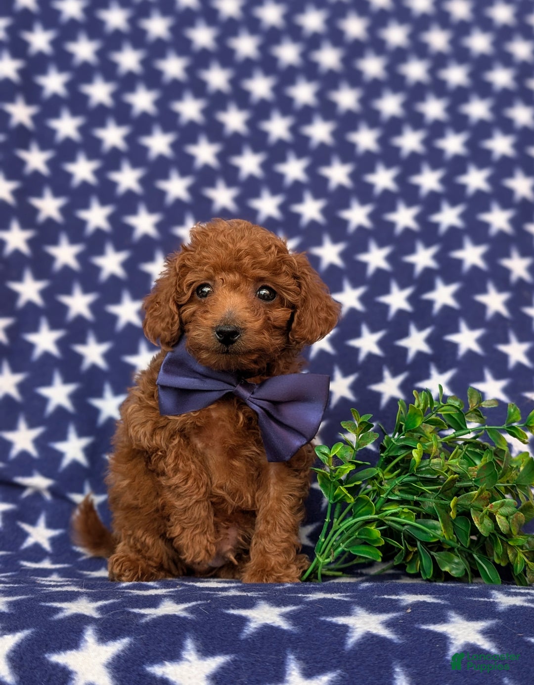 Toy Poodle dogs for sale: Tobias - Ad 6