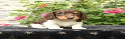 Miniature Dachshund dogs for sale: Sweetheart - Ad 1