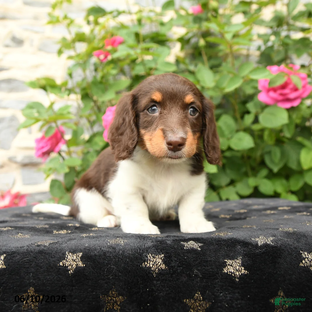 Miniature Dachshund dogs for sale: Sweetheart - Ad 1