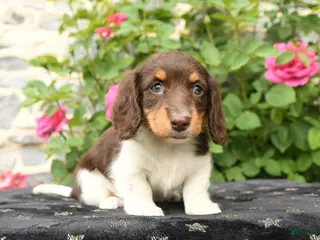 Miniature Dachshund dogs for sale: Sweetheart - Ad 2