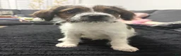 Mixed Breed dogs for sale: Prince - Ad 4