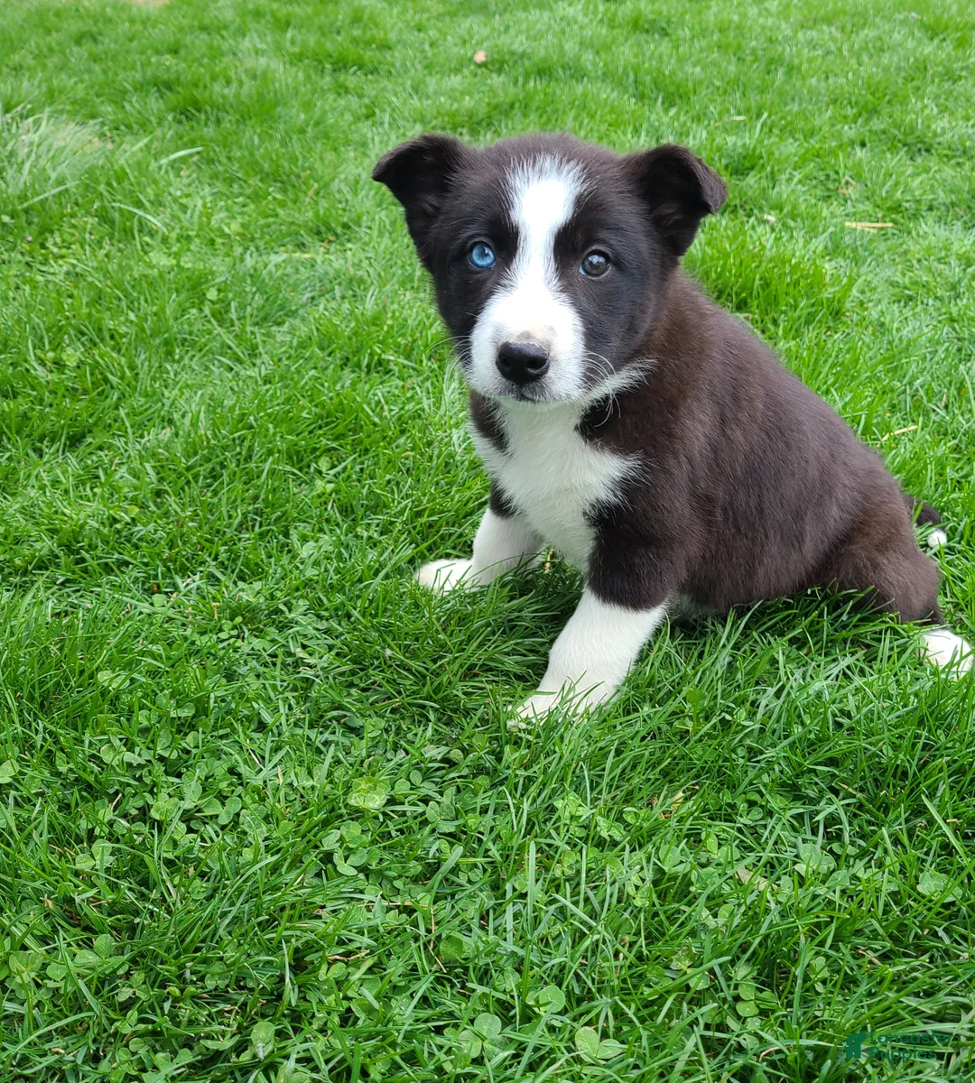 Border Collie dogs for sale: Piper  - Ad 2