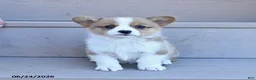 Welsh Corgi Pembroke dogs for sale: Penny - Ad 2
