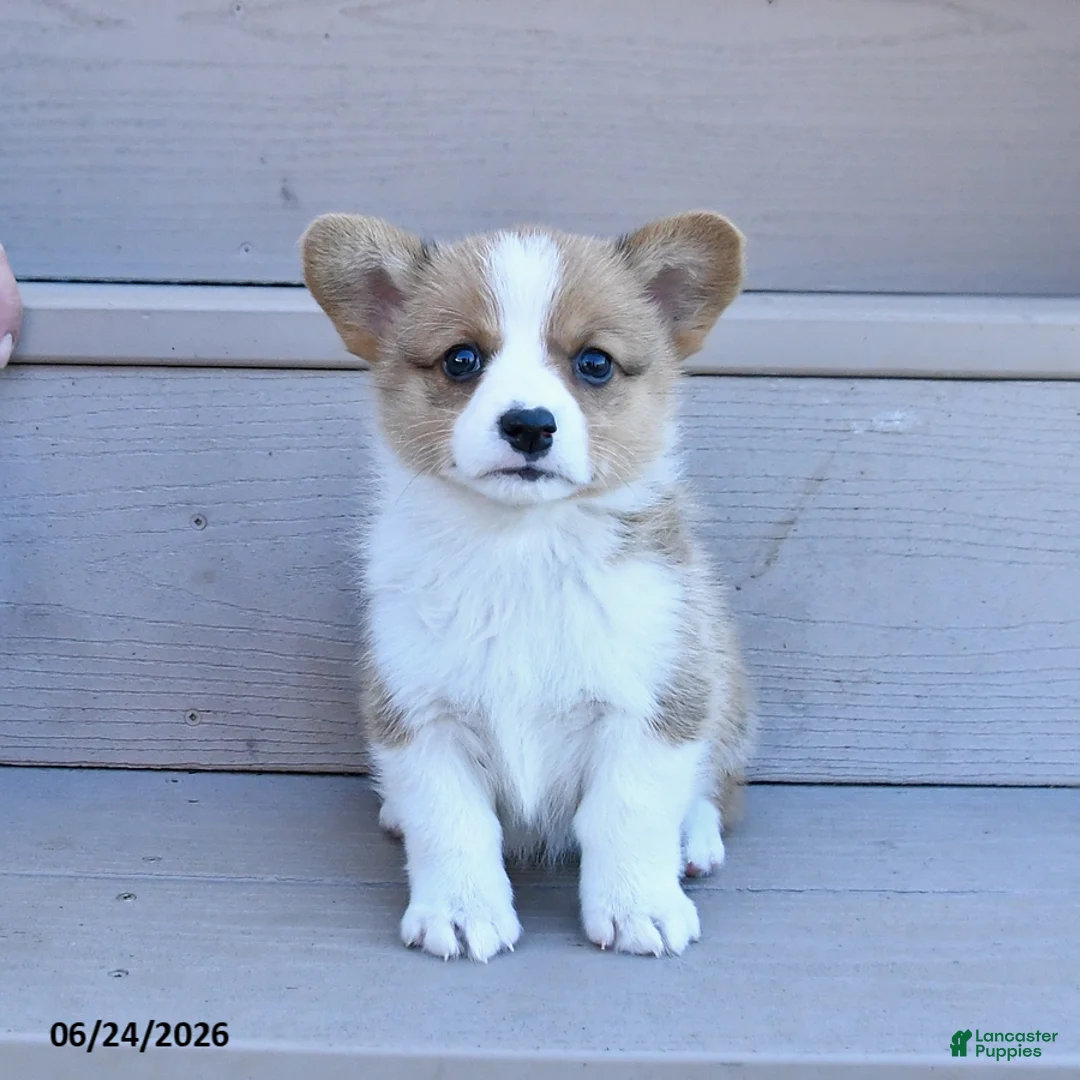 Welsh Corgi Pembroke dogs for sale: Penny - Ad 2