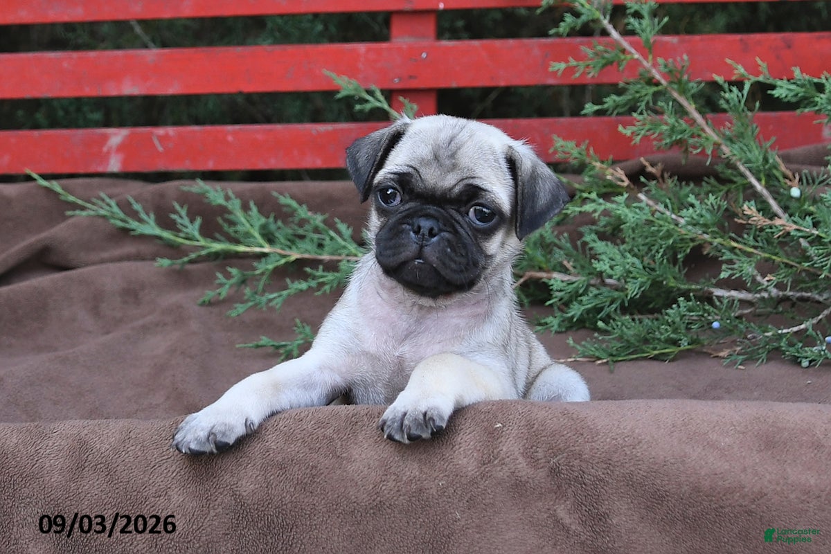 Pug dogs for sale: Trixie - Ad 3