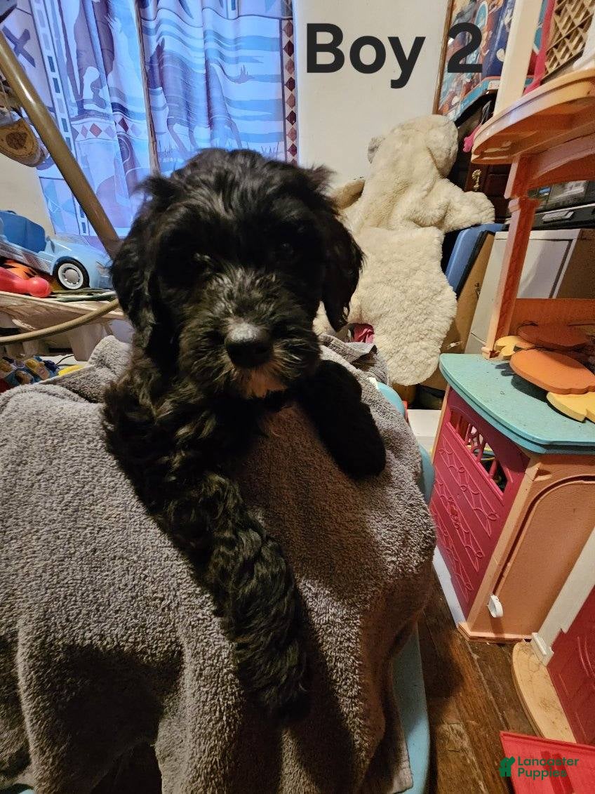 Mixed Breed dogs Boy #2 - Ad 21