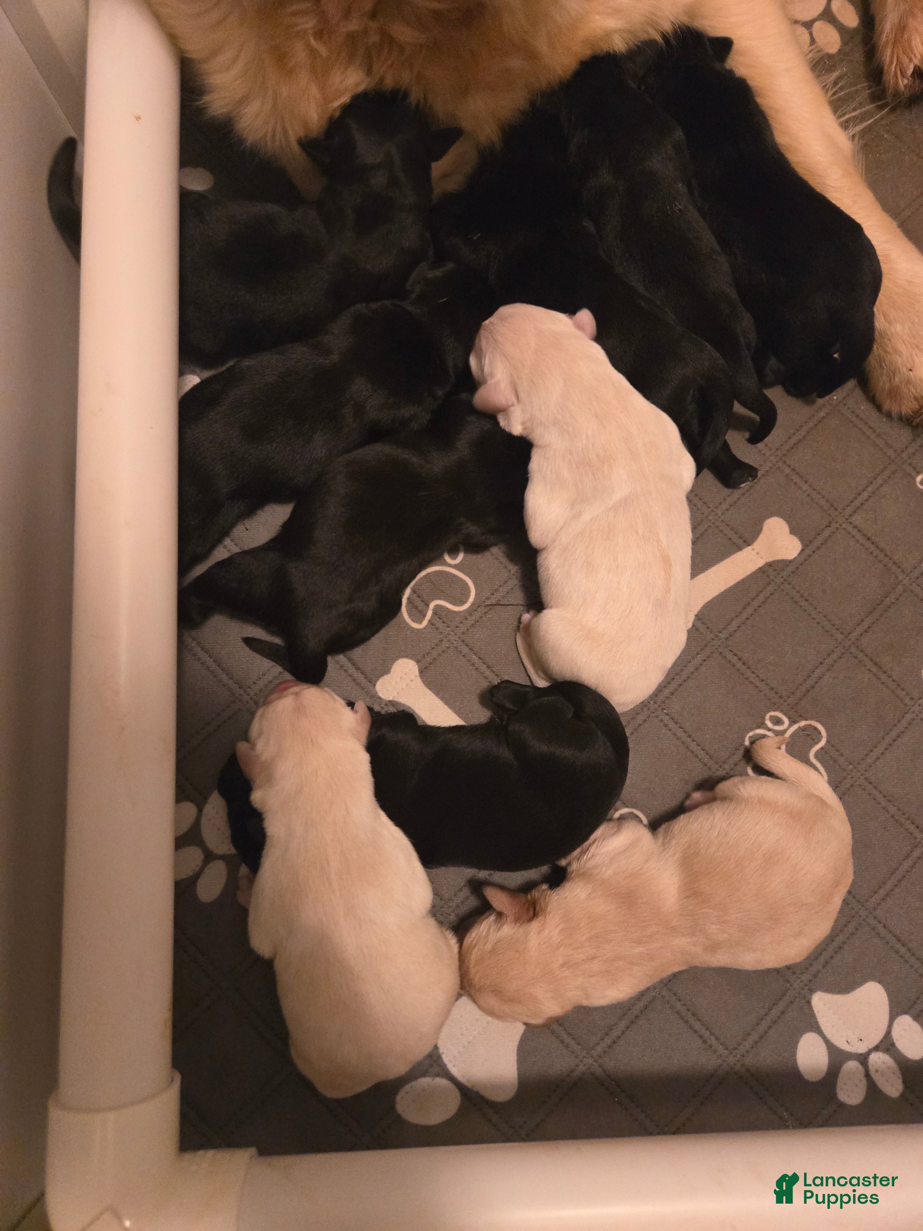 Goldador dogs Black male #1 - Ad 16