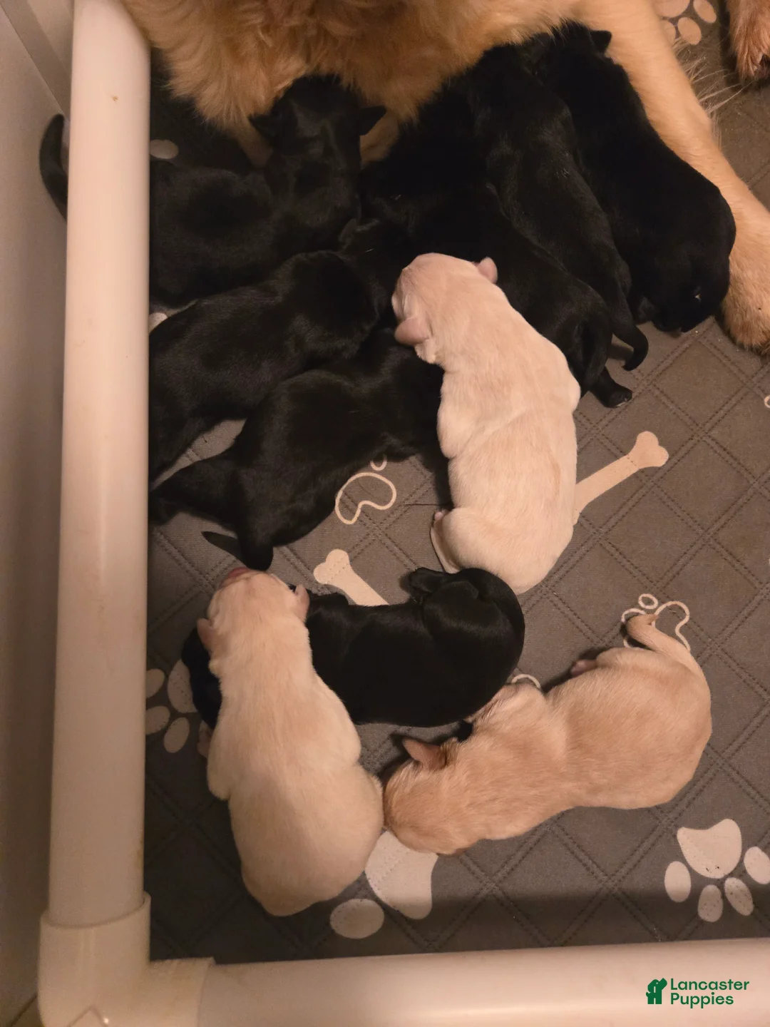 Goldador dogs for sale: Black male #1 - Ad 1