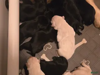 Goldador dogs Black male #1 - Ad 16