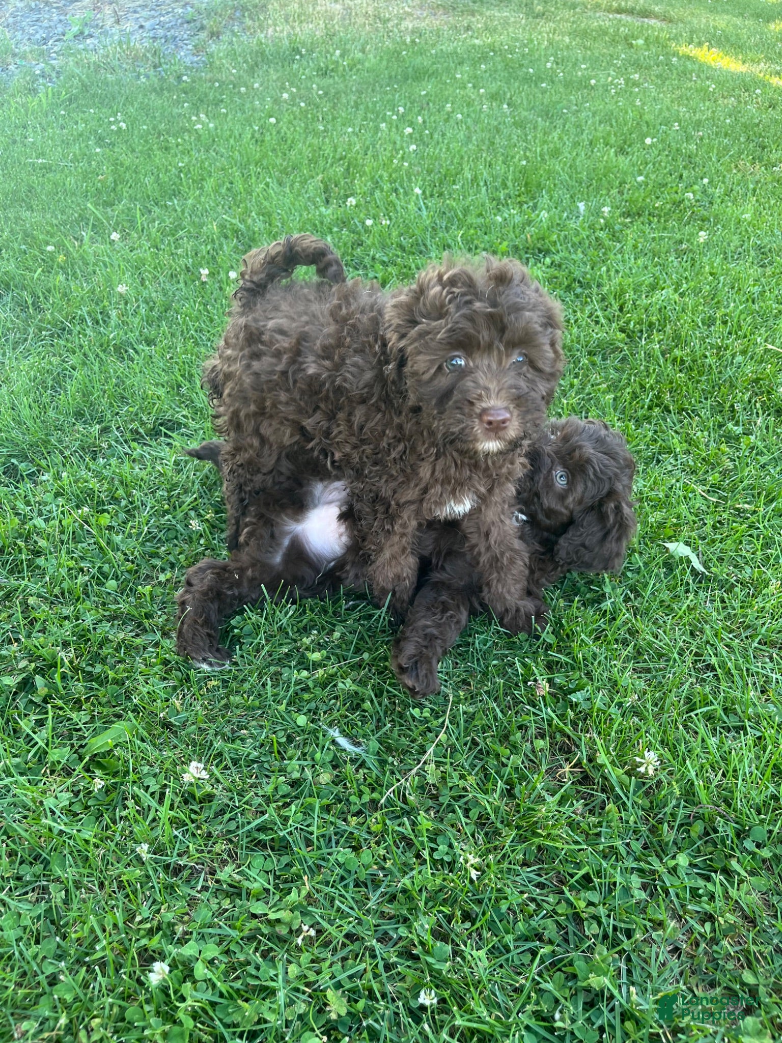 Miniature Labradoodle dogs Merle - JAX  - Ad 2