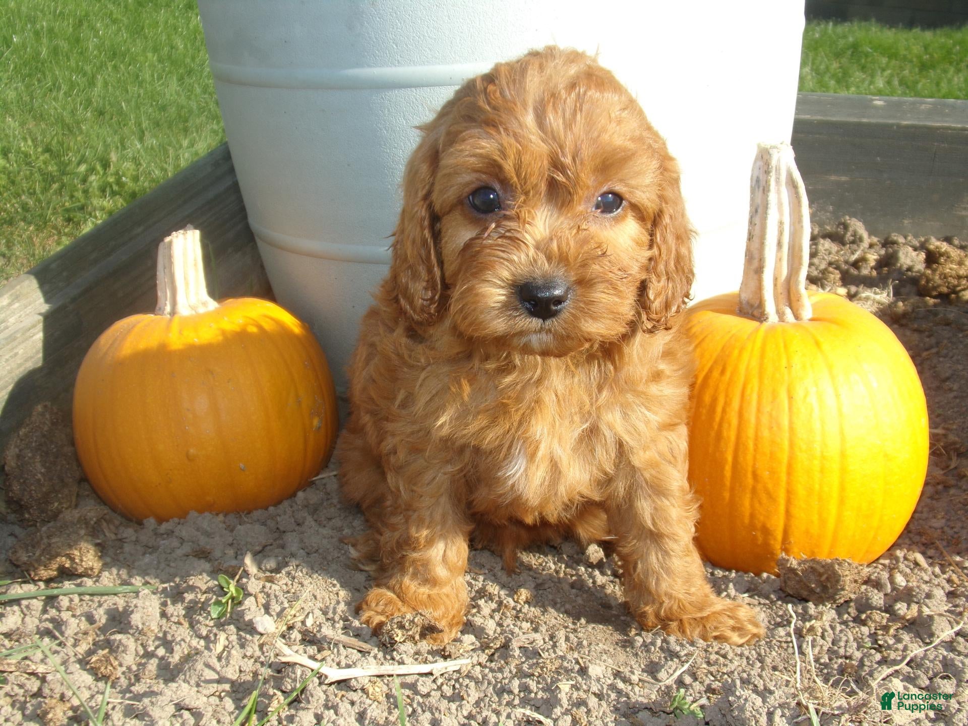 Cavapoo dogs for sale: RANGER - Ad 1