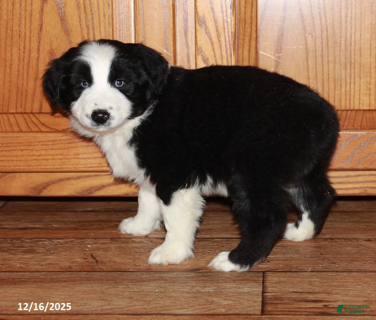 Australian Shepherd dogs Justin - Ad 17