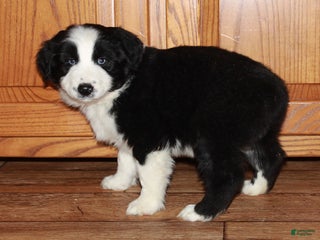 Australian Shepherd dogs Justin - Ad 18
