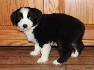 Australian Shepherd dogs Justin - Ad 25