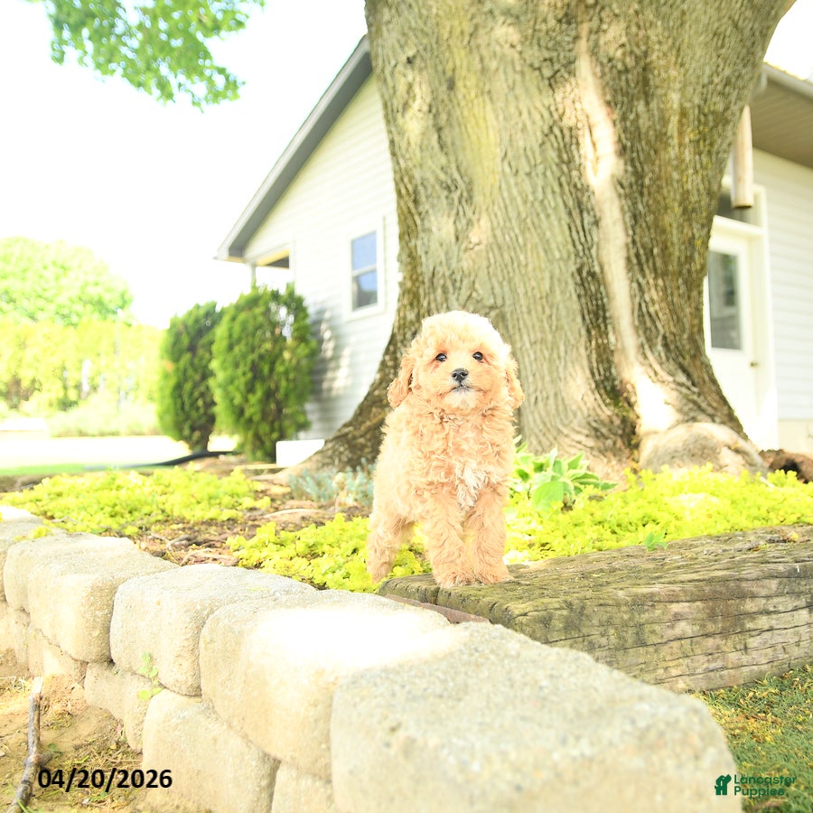 Goldendoodle dogs Juliet - Ad 1