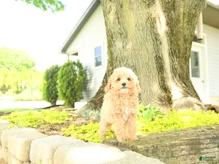 Goldendoodle dogs for sale: Juliet - Ad 3