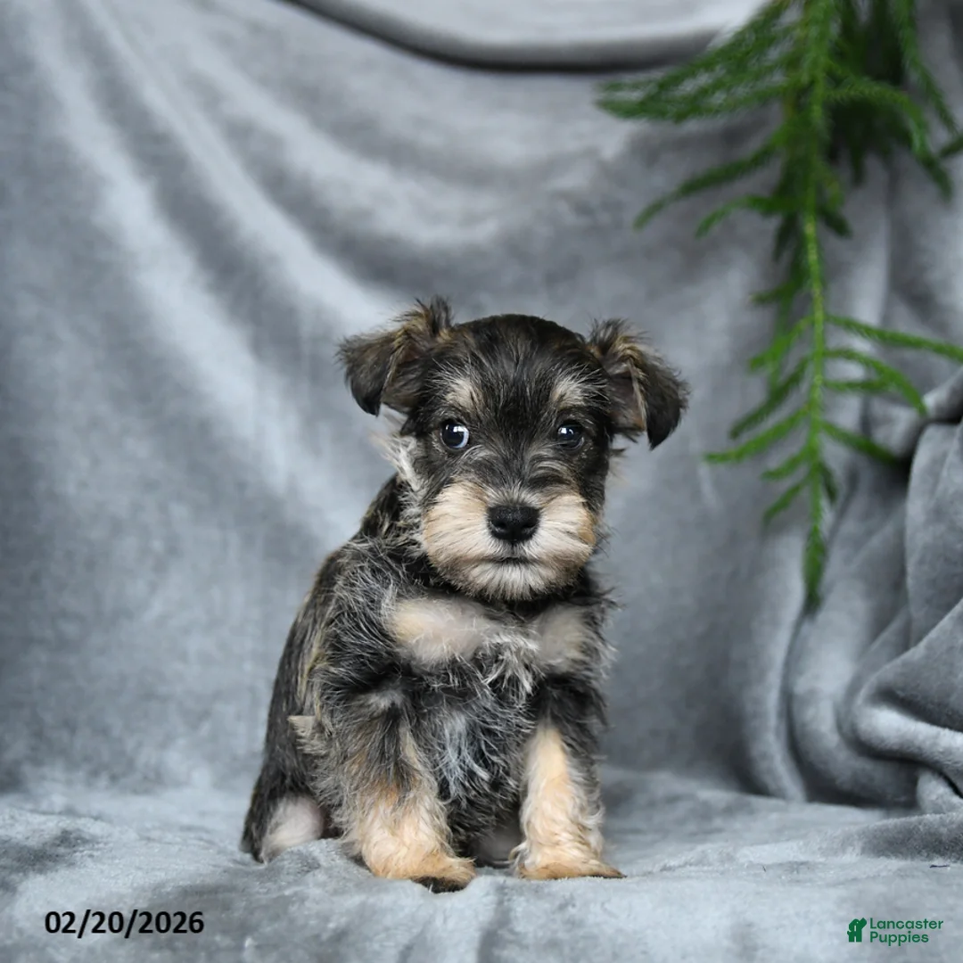 Miniature Schnauzer dogs for sale: Daphne - Ad 3