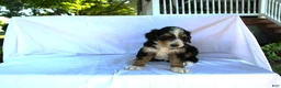 Bernedoodle dogs for sale: Sheldon - Ad 8