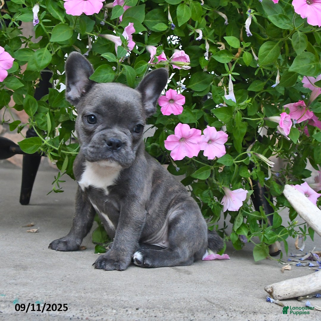 French Bulldog dogs for sale: Foxy - Ad 3