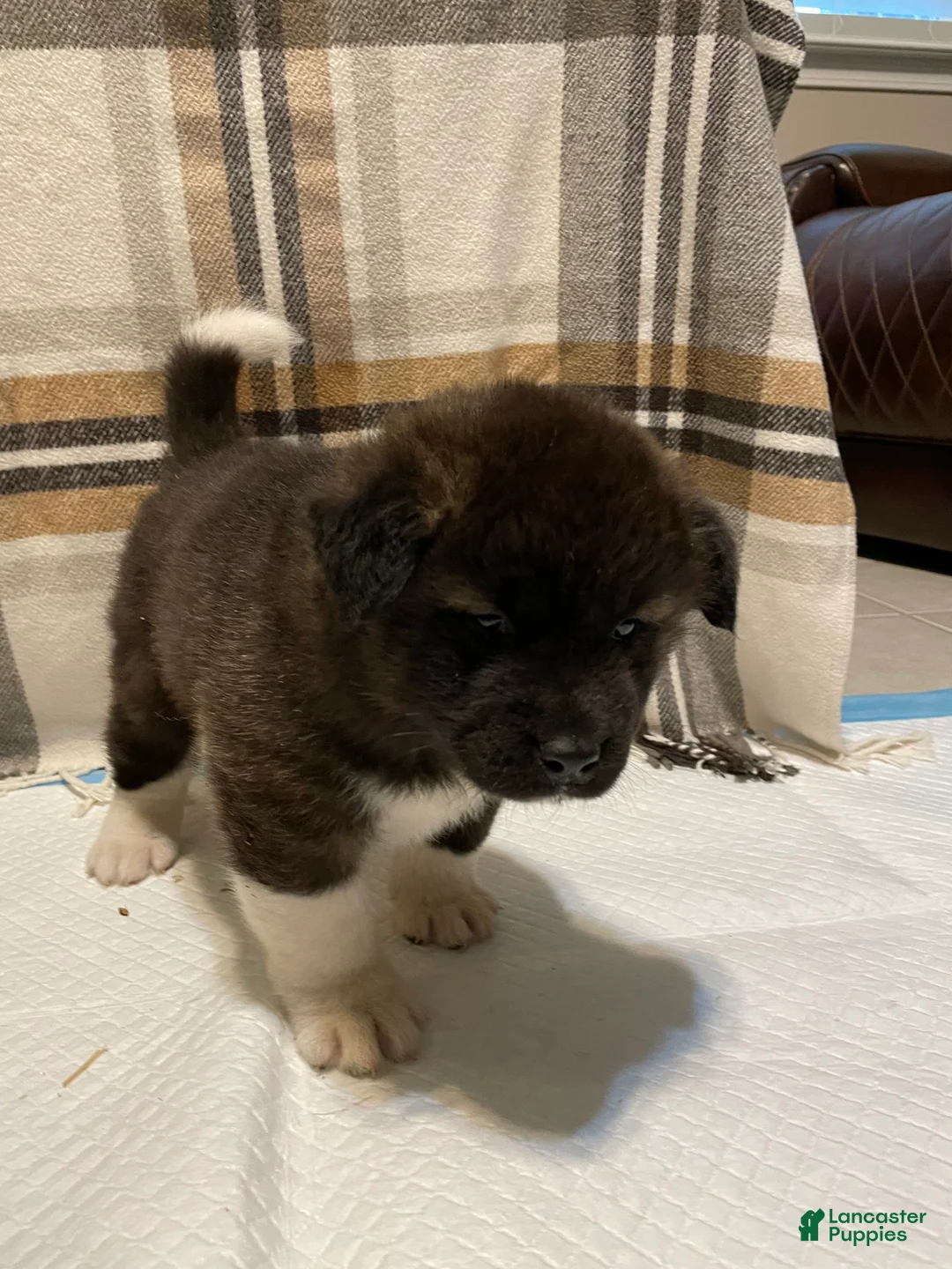 Akita dogs for sale: Donni - Ad 1