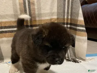 Akita dogs for sale: Donni - Ad 2
