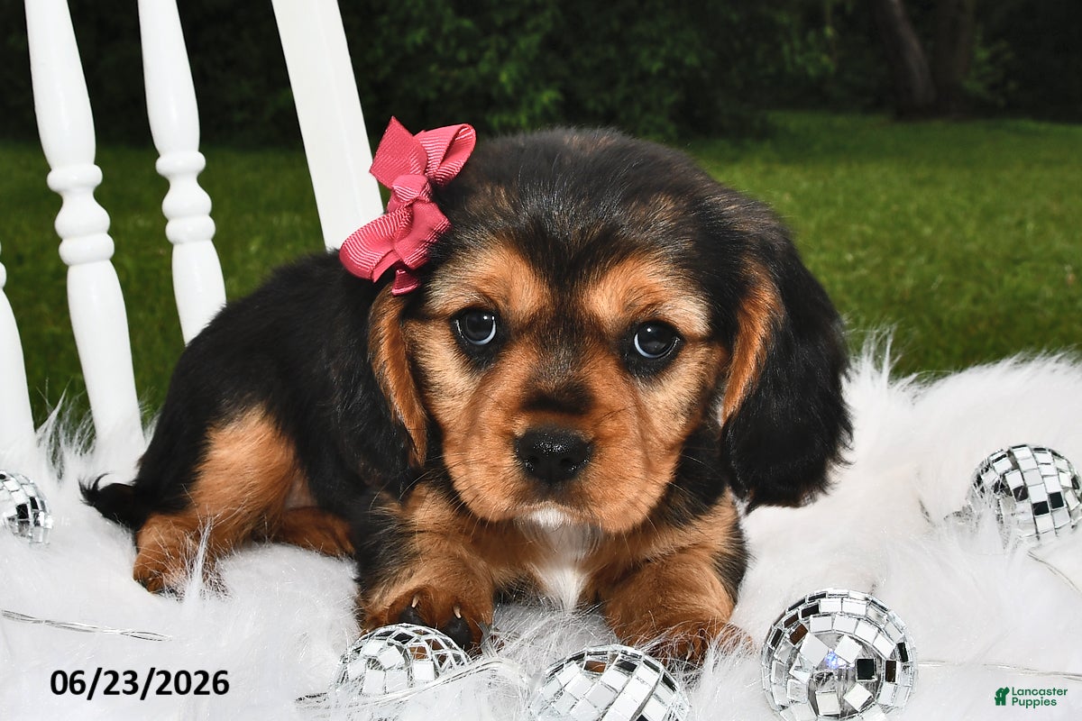 Beaglier dogs Cali  - Ad 2