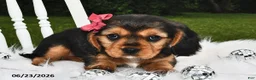 Beaglier dogs for sale: Cali  - Ad 2