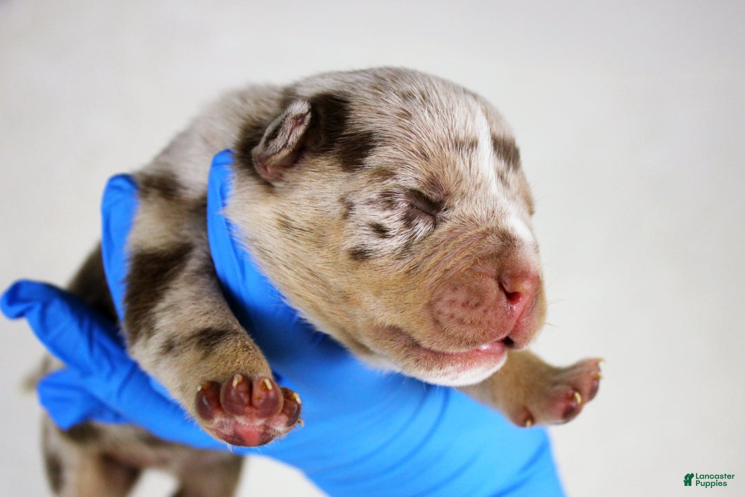 American Bully dogs for sale: Chocolate Tri Merle Female - Ad 2
