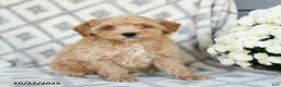 Maltipoo dogs for sale: Justin - Ad 2