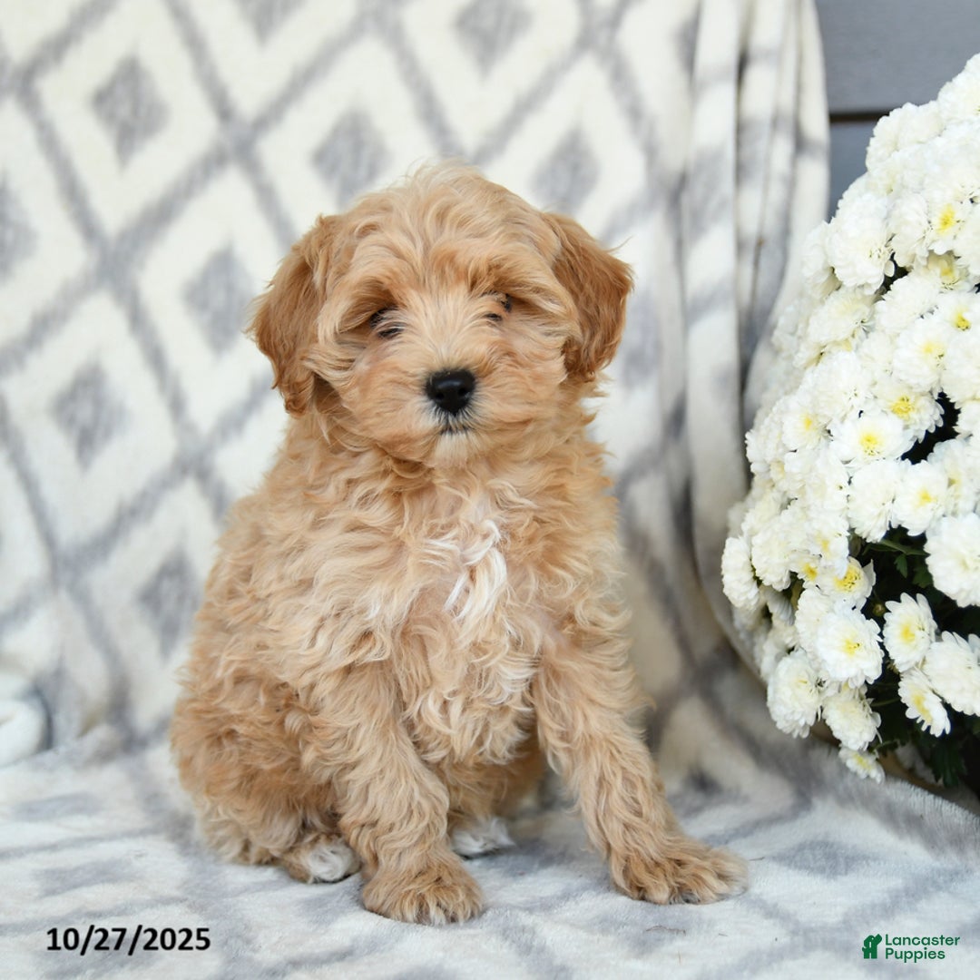 Maltipoo dogs for sale: Justin - Ad 2