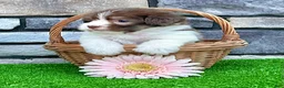 Havanese dogs for sale: Macey - Ad 1