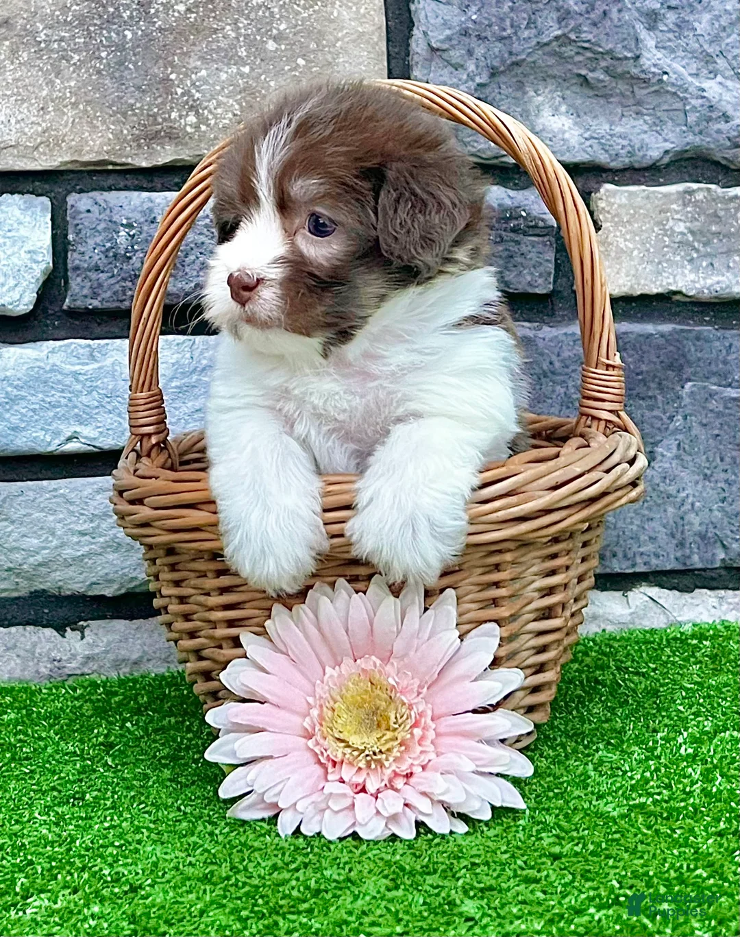 Havanese dogs for sale: Macey - Ad 1